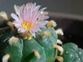 'Peyote Crisis' Threatens Sacred Native American Ceremonies