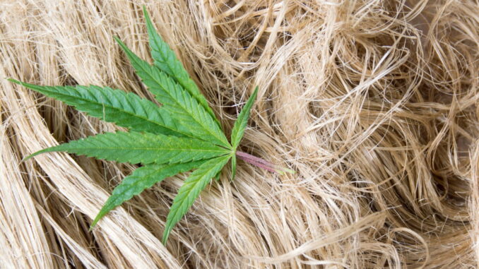 Hemp Fiber Market to Hit Over $50B by 2028, Report Indicates