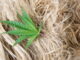 Hemp Fiber Market to Hit Over $50B by 2028, Report Indicates