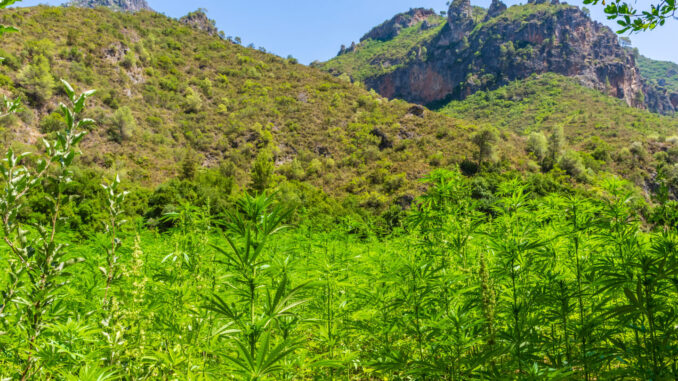 Morocco Reports First Legal Cannabis Cultivation Numbers, 294 Tons in 2023