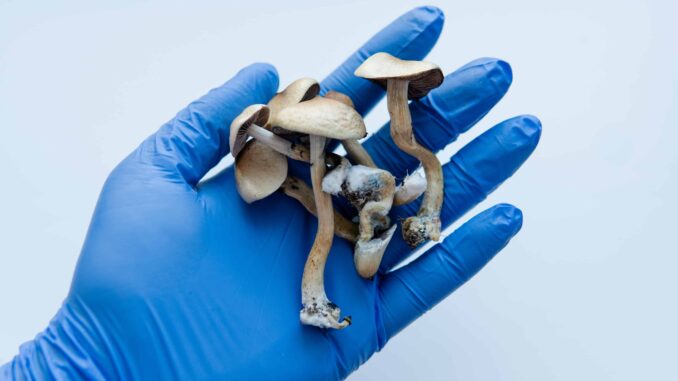 Researchers Find New Way To Measure Potency of Mushrooms