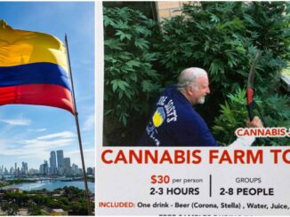 American Senior Arrested in Colombia for ‘Cannabis Tours’